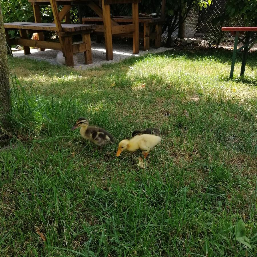 Apartmaji Iris Kobarid Dış mekan fotoğraf